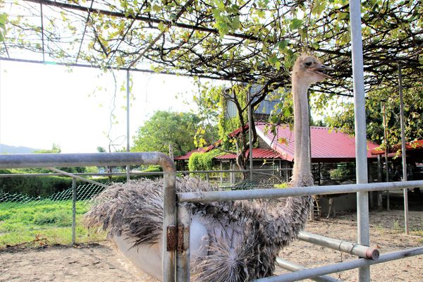 台灣山豬城(珍珠嶺關係農場):【新北市林口景點】台灣山豬城~團圓合菜料理,環境充滿古色古香,小型動物園區