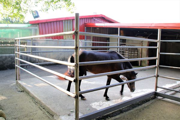 台灣山豬城(珍珠嶺關係農場):【新北市林口景點】台灣山豬城~團圓合菜料理,環境充滿古色古香,小型動物園區