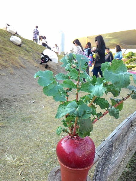中央公園站:野放吉羊幸福久久~ 中央公園站:野放吉羊幸福久久~