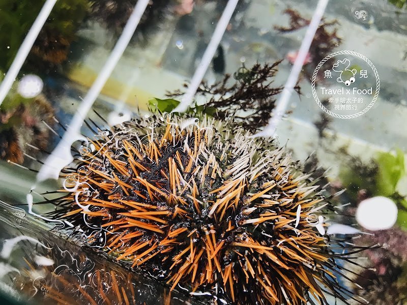 海天一色望幽谷，生鮮漁獲啖美食，山海雙路線親子一日遊 @魚兒 x 牽手明太子的「視」界旅行