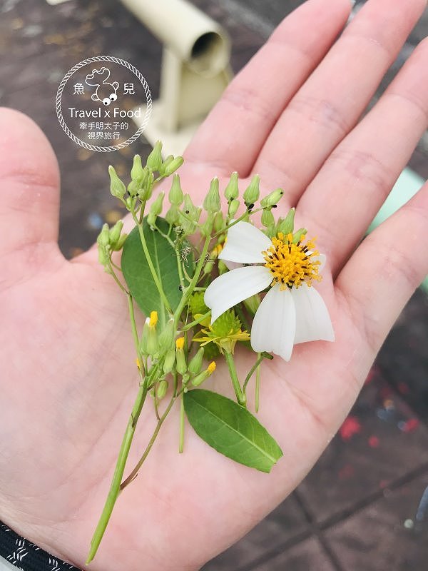 海天一色望幽谷，生鮮漁獲啖美食，山海雙路線親子一日遊 @魚兒 x 牽手明太子的「視」界旅行