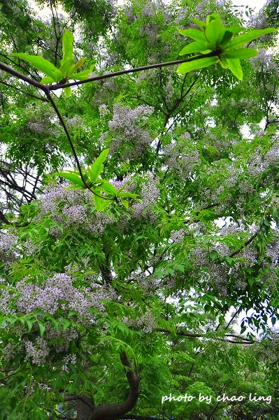 淡水老街-9.JPG - 2016春暖花開 淡水老街-9.JPG - 2016春暖花開