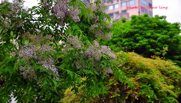 淡水老街-13.JPG - 2016春暖花開 淡水老街-13.JPG - 2016春暖花開