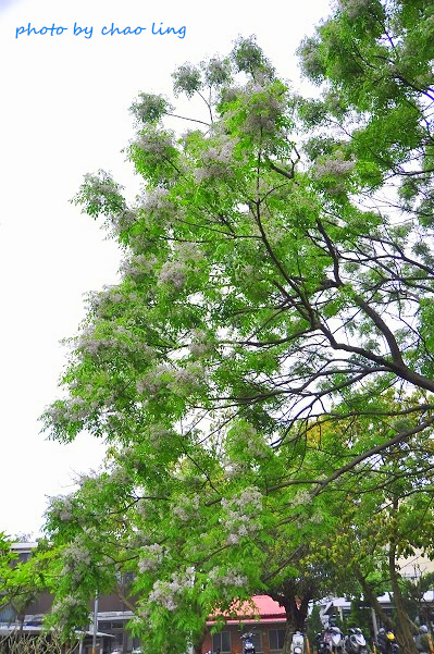 淡水老街-10.JPG - 2016春暖花開 淡水老街-10.JPG - 2016春暖花開