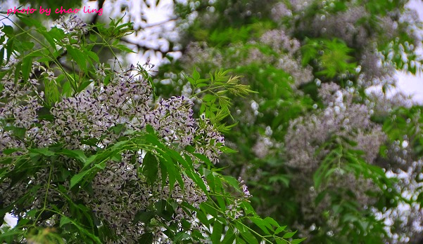 淡水老街-14.JPG - 2016春暖花開 淡水老街-14.JPG - 2016春暖花開