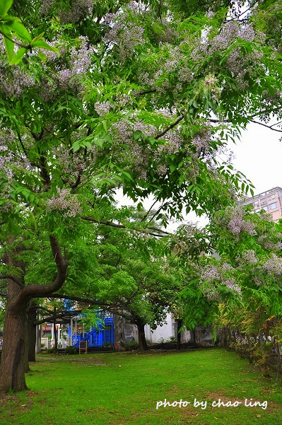 淡水老街-8.JPG - 2016春暖花開 淡水老街-8.JPG - 2016春暖花開