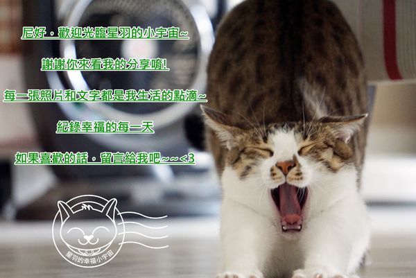 光華里蜀葵花田：※ 光華里蜀葵花田 ※【星羽愛玩樂-台南學甲】繽紛絢爛的一丈紅饗宴，漫步高聳蜀葵花隧道裡，彷彿快回到過去的美好時光~