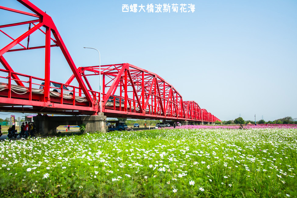 ｜雲林景點｜西螺大橋十公頃波斯菊花海盛開中，就像打翻了調色盤顏料 - 阿婷的旅行札記。