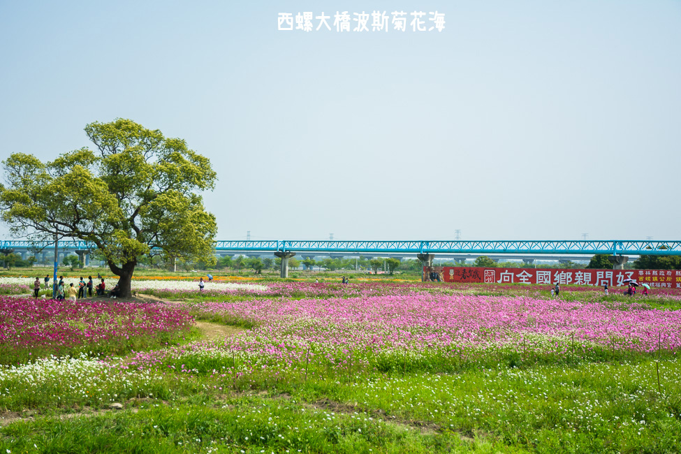 ｜雲林景點｜西螺大橋十公頃波斯菊花海盛開中，就像打翻了調色盤顏料 - 阿婷的旅行札記。