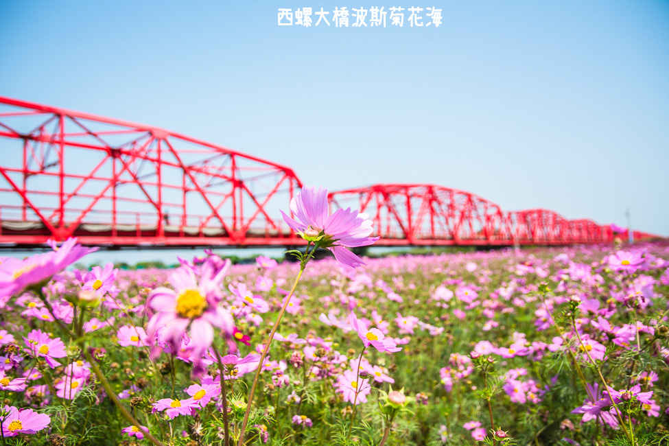 ｜雲林景點｜西螺大橋十公頃波斯菊花海盛開中，就像打翻了調色盤顏料 - 阿婷的旅行札記。