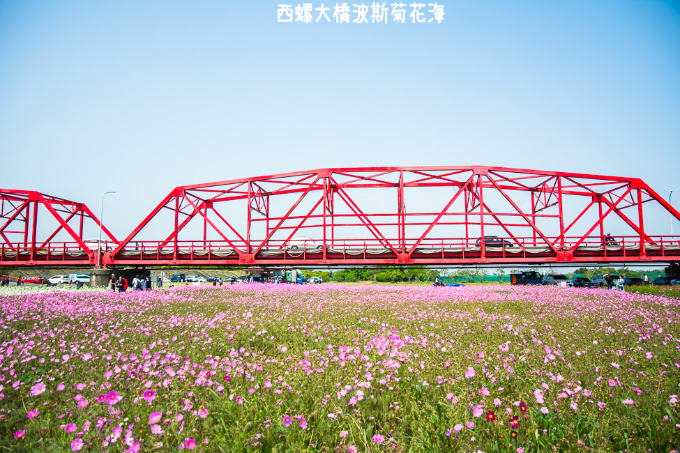 ｜雲林景點｜西螺大橋十公頃波斯菊花海盛開中，就像打翻了調色盤顏料 - 阿婷的旅行札記。