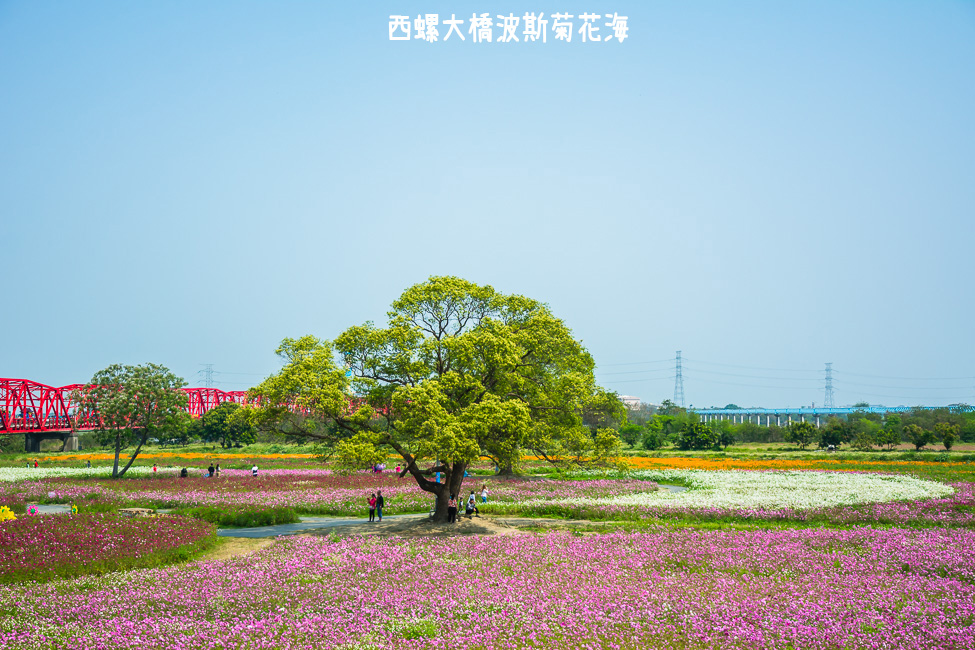 ｜雲林景點｜西螺大橋十公頃波斯菊花海盛開中，就像打翻了調色盤顏料 - 阿婷的旅行札記。