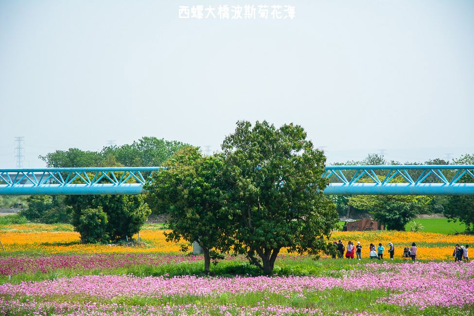 ｜雲林景點｜西螺大橋十公頃波斯菊花海盛開中，就像打翻了調色盤顏料 - 阿婷的旅行札記。