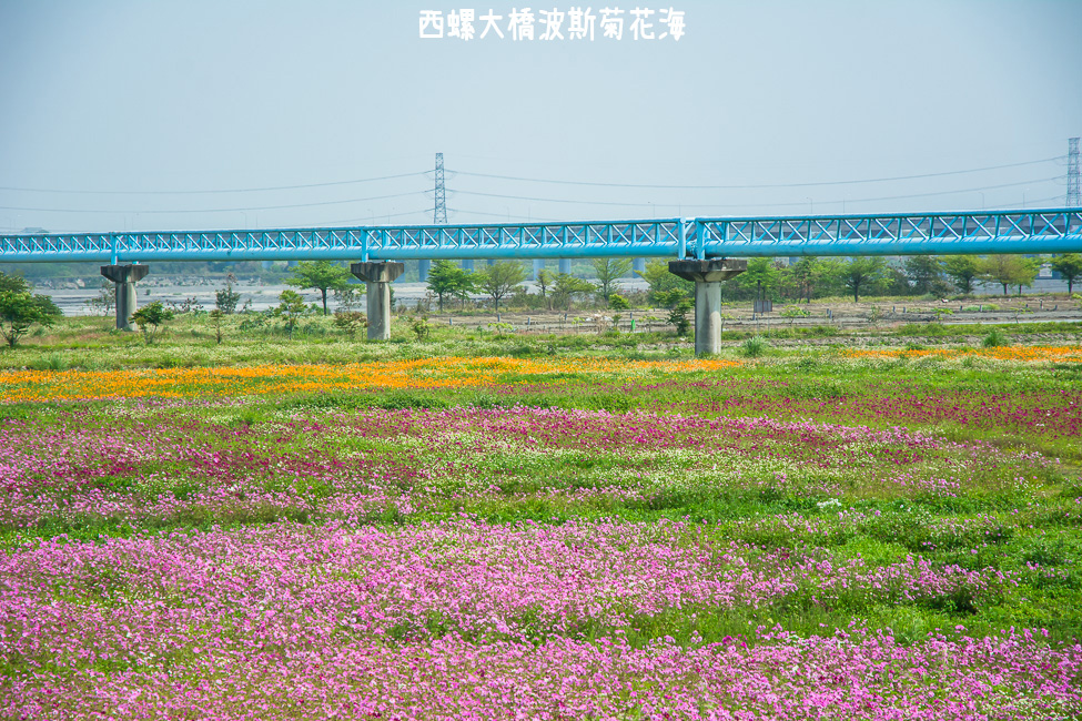｜雲林景點｜西螺大橋十公頃波斯菊花海盛開中，就像打翻了調色盤顏料 - 阿婷的旅行札記。