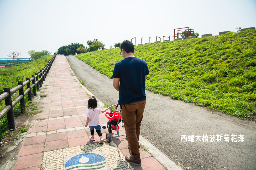 ｜雲林景點｜西螺大橋十公頃波斯菊花海盛開中，就像打翻了調色盤顏料 - 阿婷的旅行札記。