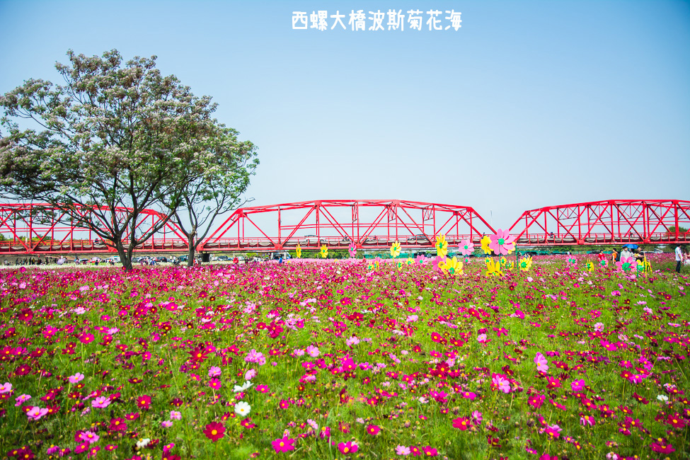 ｜雲林景點｜西螺大橋十公頃波斯菊花海盛開中，就像打翻了調色盤顏料 - 阿婷的旅行札記。