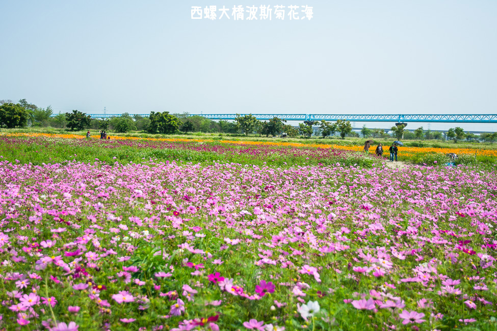 ｜雲林景點｜西螺大橋十公頃波斯菊花海盛開中，就像打翻了調色盤顏料 - 阿婷的旅行札記。