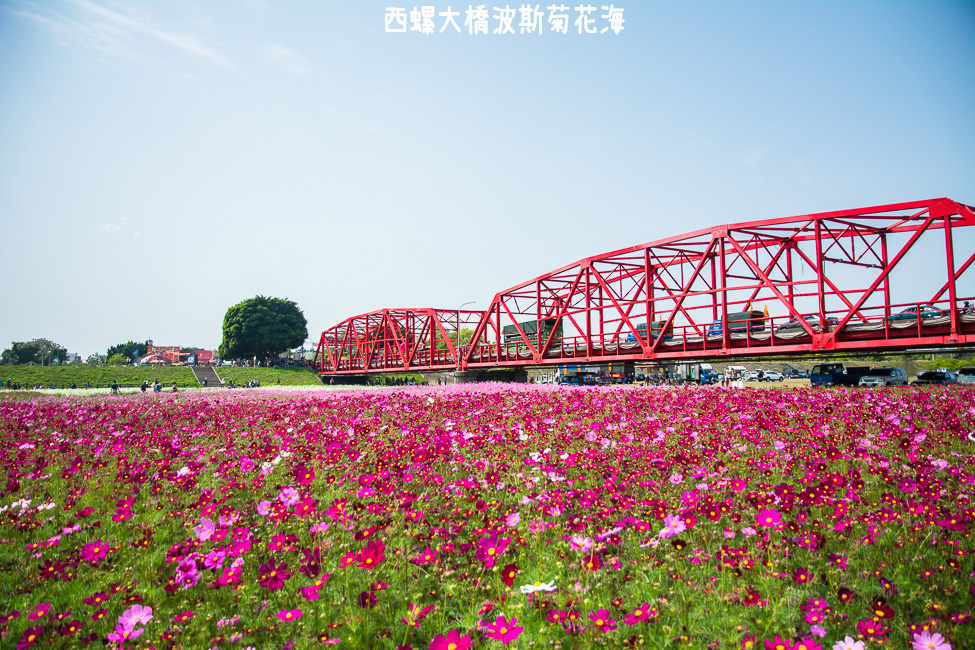 ｜雲林景點｜西螺大橋十公頃波斯菊花海盛開中，就像打翻了調色盤顏料 - 阿婷的旅行札記。