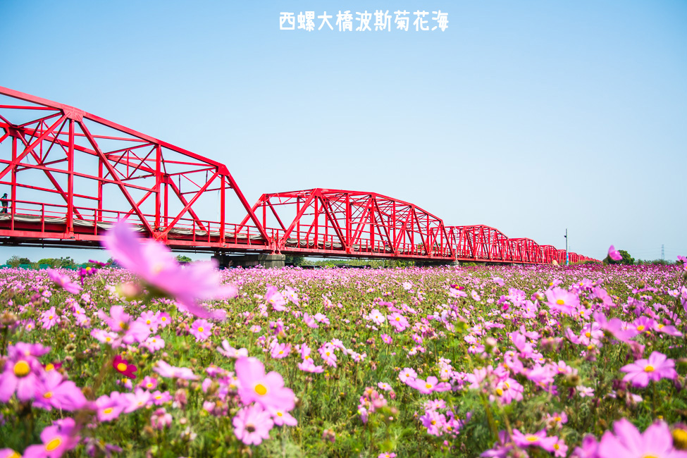 ｜雲林景點｜西螺大橋十公頃波斯菊花海盛開中，就像打翻了調色盤顏料 - 阿婷的旅行札記。