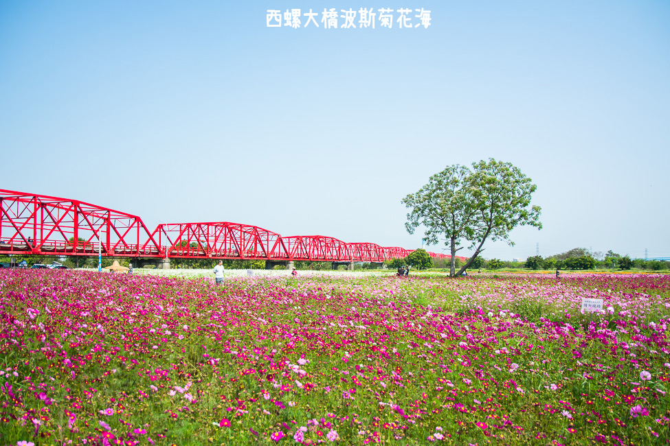 ｜雲林景點｜西螺大橋十公頃波斯菊花海盛開中，就像打翻了調色盤顏料 - 阿婷的旅行札記。
