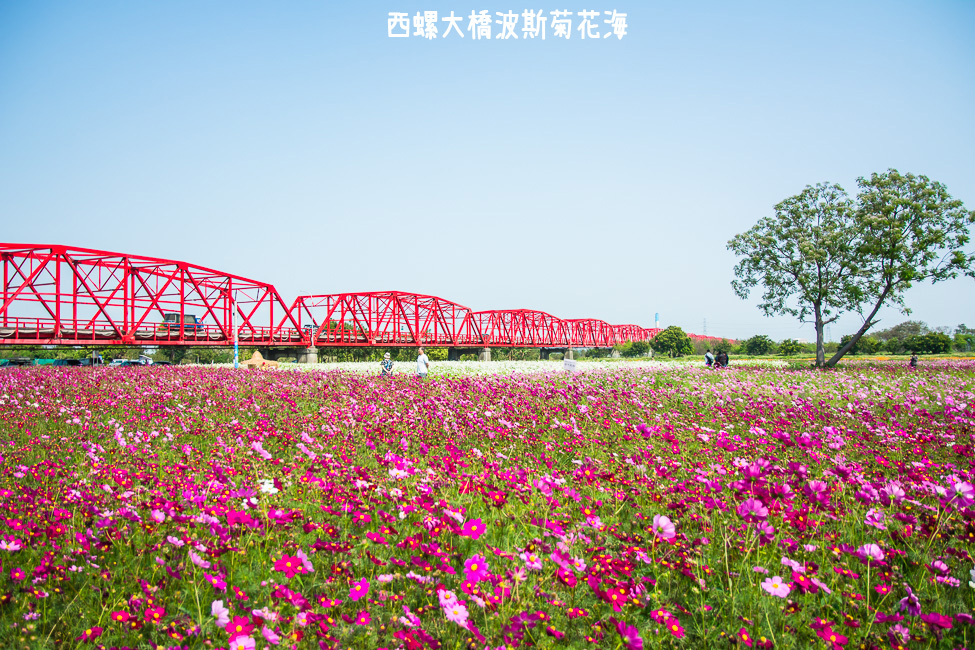 ｜雲林景點｜西螺大橋十公頃波斯菊花海盛開中，就像打翻了調色盤顏料 - 阿婷的旅行札記。