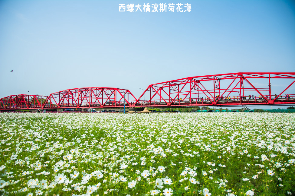 ｜雲林景點｜西螺大橋十公頃波斯菊花海盛開中，就像打翻了調色盤顏料 - 阿婷的旅行札記。