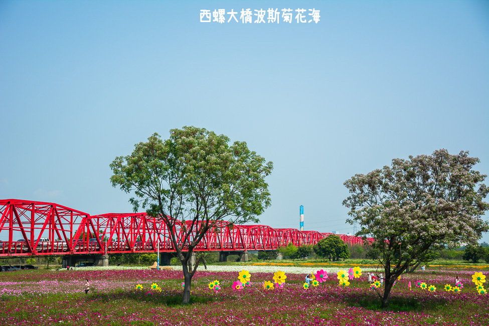 ｜雲林景點｜西螺大橋十公頃波斯菊花海盛開中，就像打翻了調色盤顏料 - 阿婷的旅行札記。