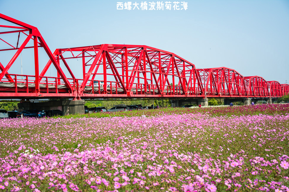 ｜雲林景點｜西螺大橋十公頃波斯菊花海盛開中，就像打翻了調色盤顏料 - 阿婷的旅行札記。