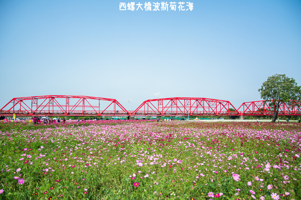 ｜雲林景點｜西螺大橋十公頃波斯菊花海盛開中，就像打翻了調色盤顏料 - 阿婷的旅行札記。
