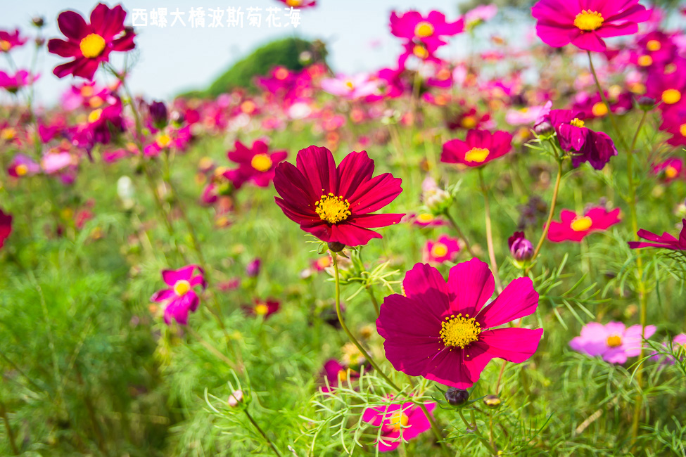 ｜雲林景點｜西螺大橋十公頃波斯菊花海盛開中，就像打翻了調色盤顏料 - 阿婷的旅行札記。