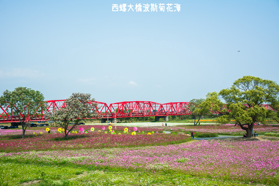 ｜雲林景點｜西螺大橋十公頃波斯菊花海盛開中，就像打翻了調色盤顏料 - 阿婷的旅行札記。
