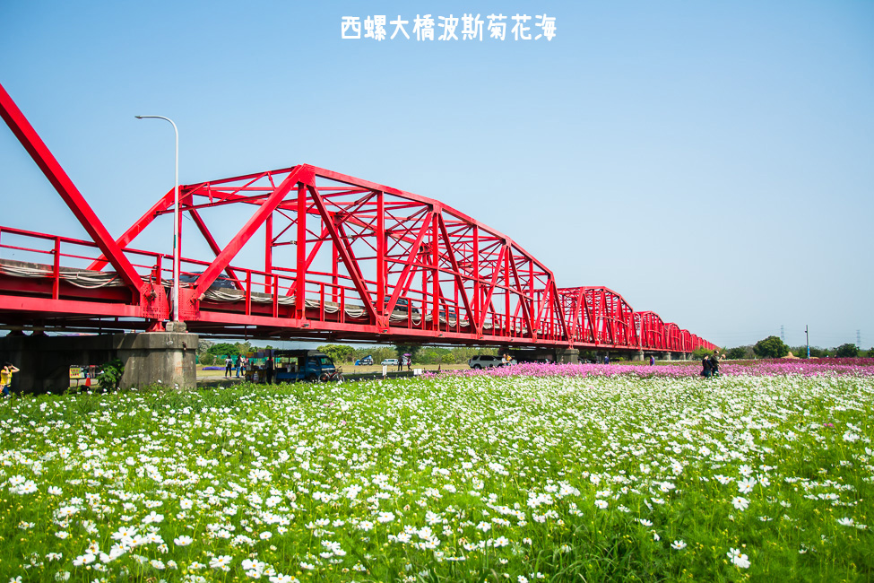 ｜雲林景點｜西螺大橋十公頃波斯菊花海盛開中，就像打翻了調色盤顏料 - 阿婷的旅行札記。