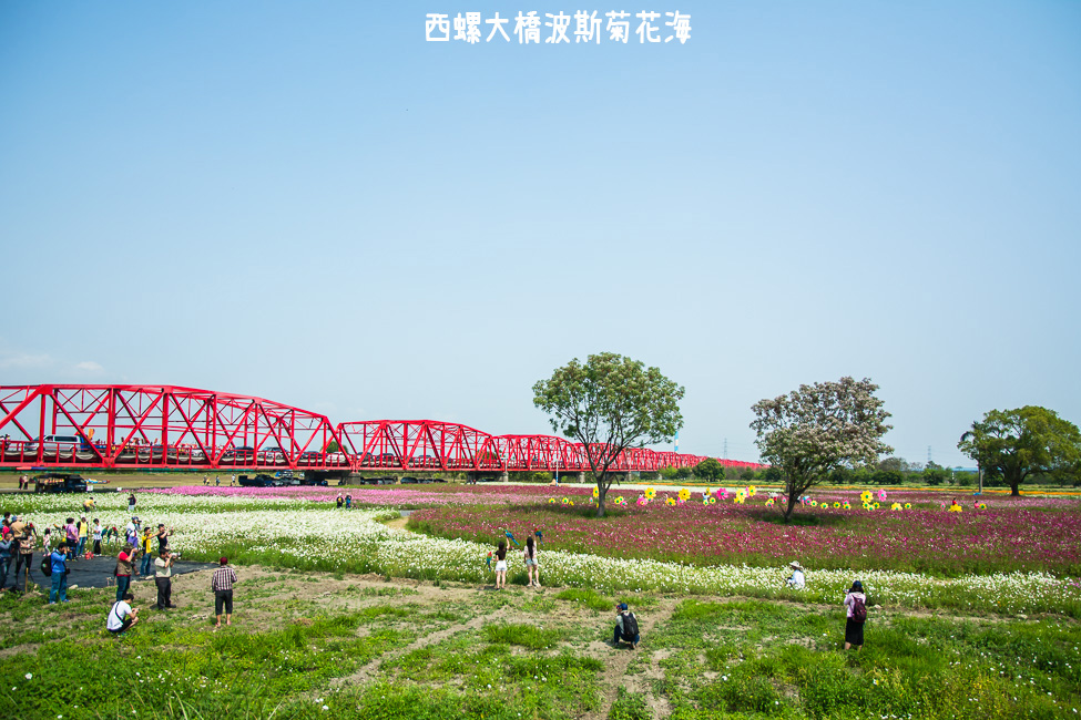 ｜雲林景點｜西螺大橋十公頃波斯菊花海盛開中，就像打翻了調色盤顏料 - 阿婷的旅行札記。