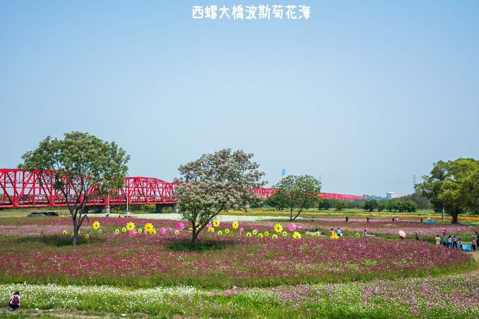 ｜雲林景點｜西螺大橋十公頃波斯菊花海盛開中，就像打翻了調色盤顏料 - 阿婷的旅行札記。