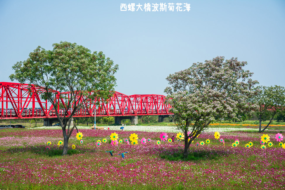｜雲林景點｜西螺大橋十公頃波斯菊花海盛開中，就像打翻了調色盤顏料 - 阿婷的旅行札記。