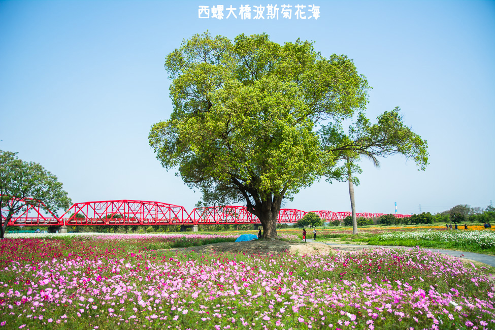 ｜雲林景點｜西螺大橋十公頃波斯菊花海盛開中，就像打翻了調色盤顏料 - 阿婷的旅行札記。