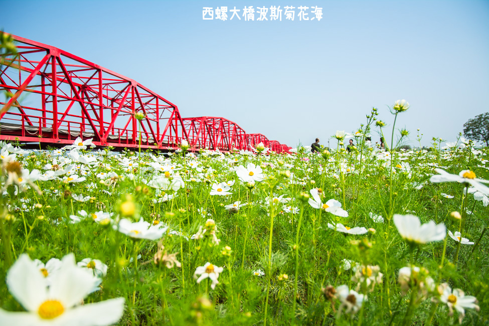 ｜雲林景點｜西螺大橋十公頃波斯菊花海盛開中，就像打翻了調色盤顏料 - 阿婷的旅行札記。