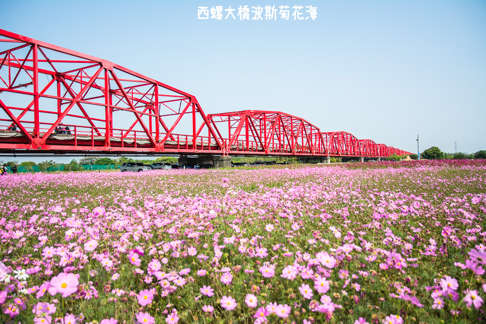｜雲林景點｜西螺大橋十公頃波斯菊花海盛開中，就像打翻了調色盤顏料 - 阿婷的旅行札記。