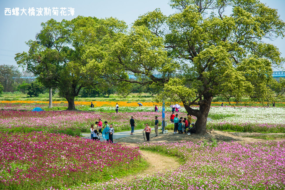 ｜雲林景點｜西螺大橋十公頃波斯菊花海盛開中，就像打翻了調色盤顏料 - 阿婷的旅行札記。
