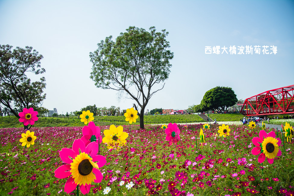 ｜雲林景點｜西螺大橋十公頃波斯菊花海盛開中，就像打翻了調色盤顏料 - 阿婷的旅行札記。