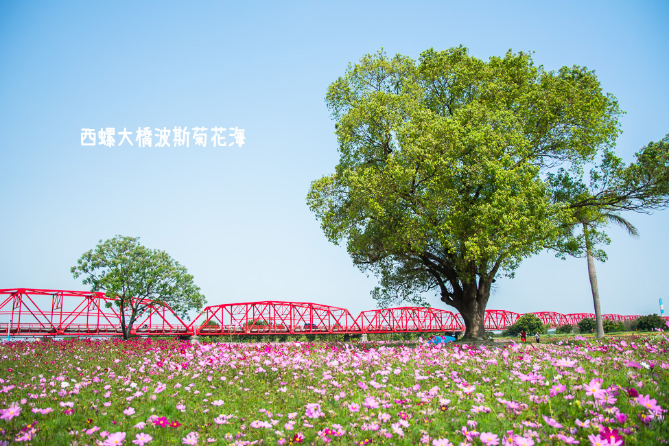 ｜雲林景點｜西螺大橋十公頃波斯菊花海盛開中，就像打翻了調色盤顏料 - 阿婷的旅行札記。