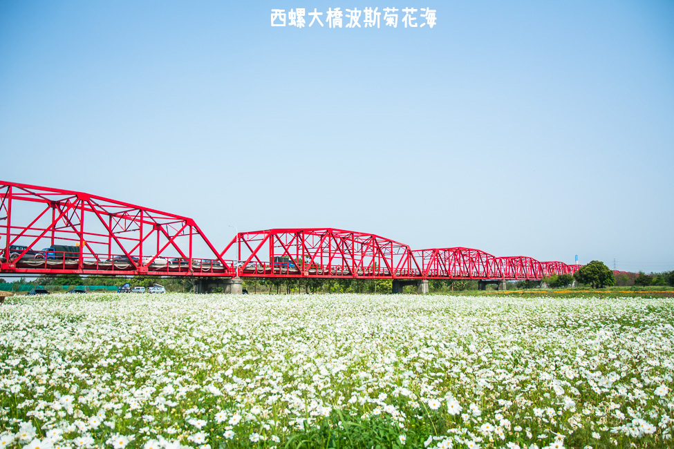 ｜雲林景點｜西螺大橋十公頃波斯菊花海盛開中，就像打翻了調色盤顏料 - 阿婷的旅行札記。