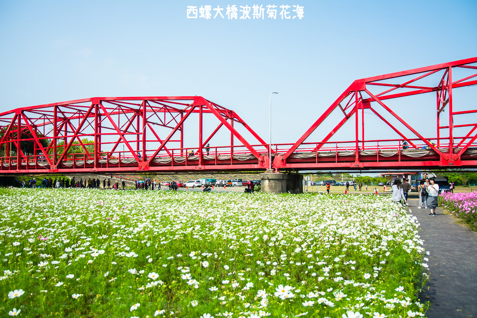 ｜雲林景點｜西螺大橋十公頃波斯菊花海盛開中，就像打翻了調色盤顏料 - 阿婷的旅行札記。