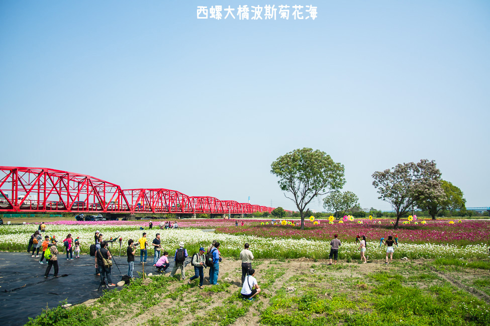 ｜雲林景點｜西螺大橋十公頃波斯菊花海盛開中，就像打翻了調色盤顏料 - 阿婷的旅行札記。