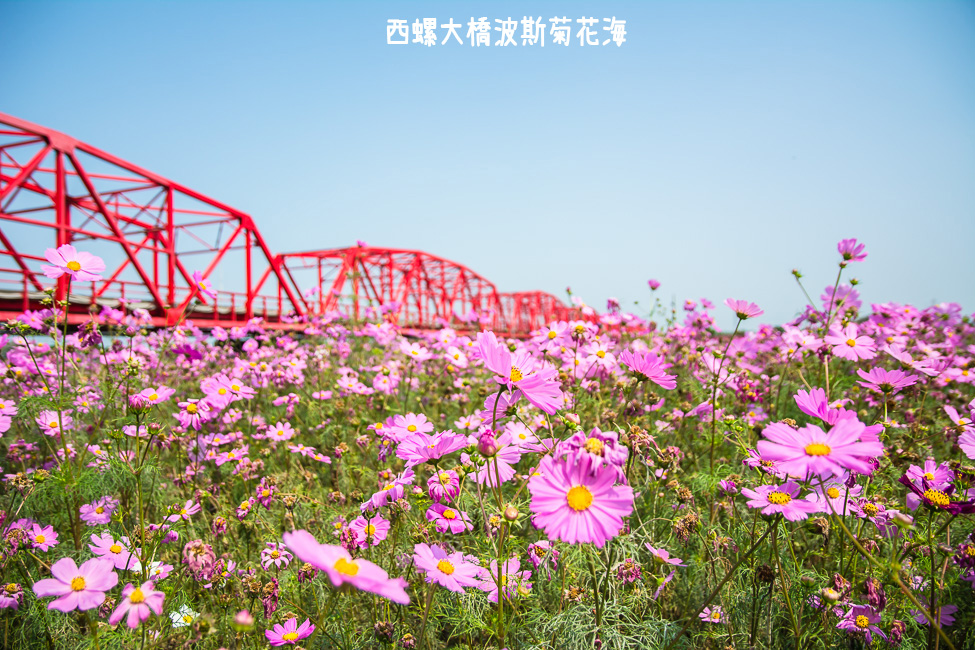 ｜雲林景點｜西螺大橋十公頃波斯菊花海盛開中，就像打翻了調色盤顏料 - 阿婷的旅行札記。