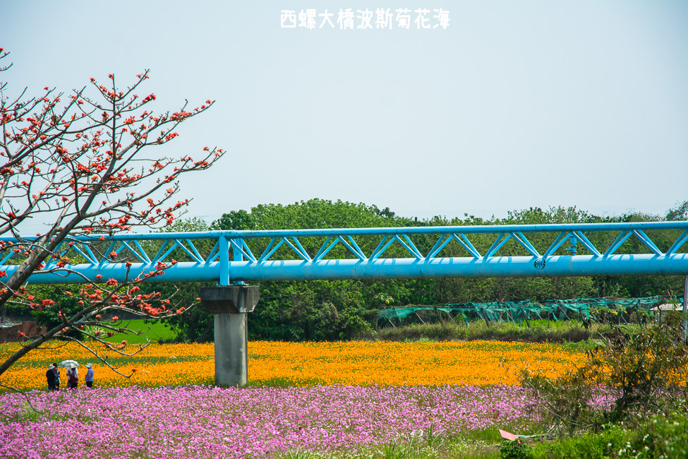 ｜雲林景點｜西螺大橋十公頃波斯菊花海盛開中，就像打翻了調色盤顏料 - 阿婷的旅行札記。