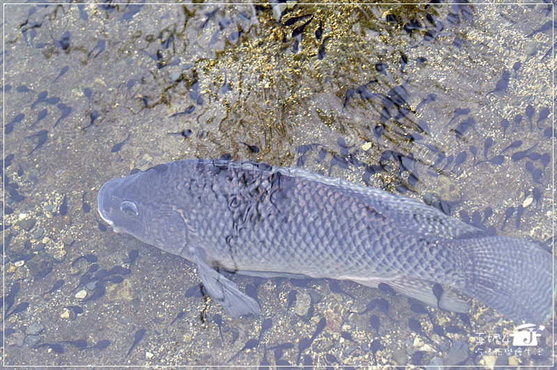 宜蘭縣員山鄉 野夫炊煙