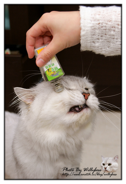 試吃-台中水湳市場 巧味包子專賣店(台中西屯)