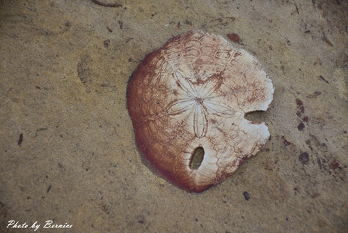 1112 5-野柳地質公園15.jpg