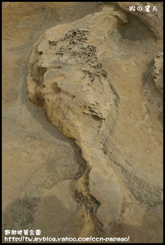 野柳地質å 野柳地質公園_DSC3805